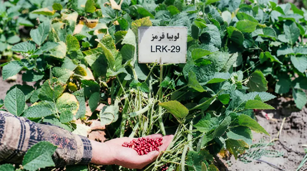 معرفی رقم لوبیا قرمز درخشان + ویژگیها، عملکرد و توصیههای کشت