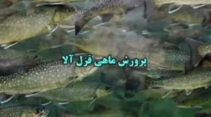 فیلم آموزشی پرورش ماهی قزل آلا