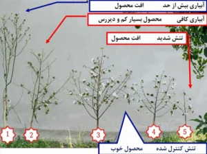 فیلم آموزشی آبیاری قطره ای پنبه در مناطق مرطوب