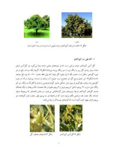 کتاب کشت و پرورش آووکادو
