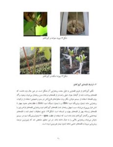 کتاب کشت و پرورش آووکادو