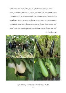 کتاب کاشت، داشت و برداشت بادمجان