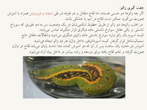 کتاب آموزش پرورش زالوی طبی