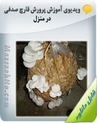 ویدیوی آموزش پرورش قارچ صدفی در منزل
