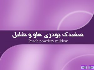پاورپوینت بیماری های هلو
