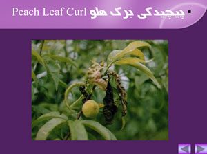 پاورپوینت بیماری های هلو