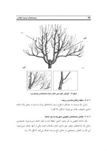 کتاب سیستم های تربیت درخت گیلاس