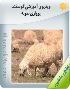 ویدیوی آموزشی گوسفند پرواری نمونه