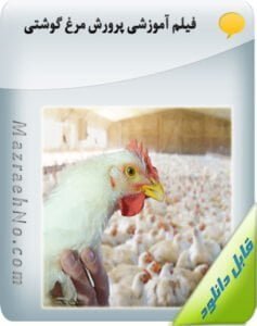 فیلم آموزشی پرورش مرغ گوشتی