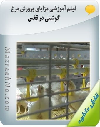 فیلم آموزشی مزایای پرورش مرغ گوشتی در قفس