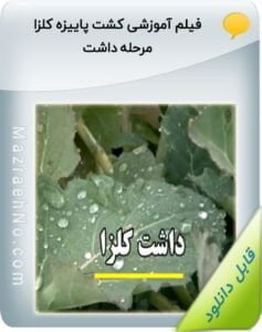 فیلم آموزشی کشت پاییزه کلزا مرحله داشت