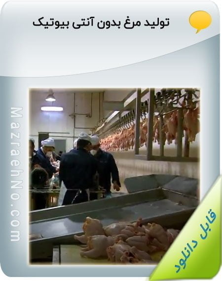 فیلم آموزشی تولید مرغ بدون آنتی بیوتیک